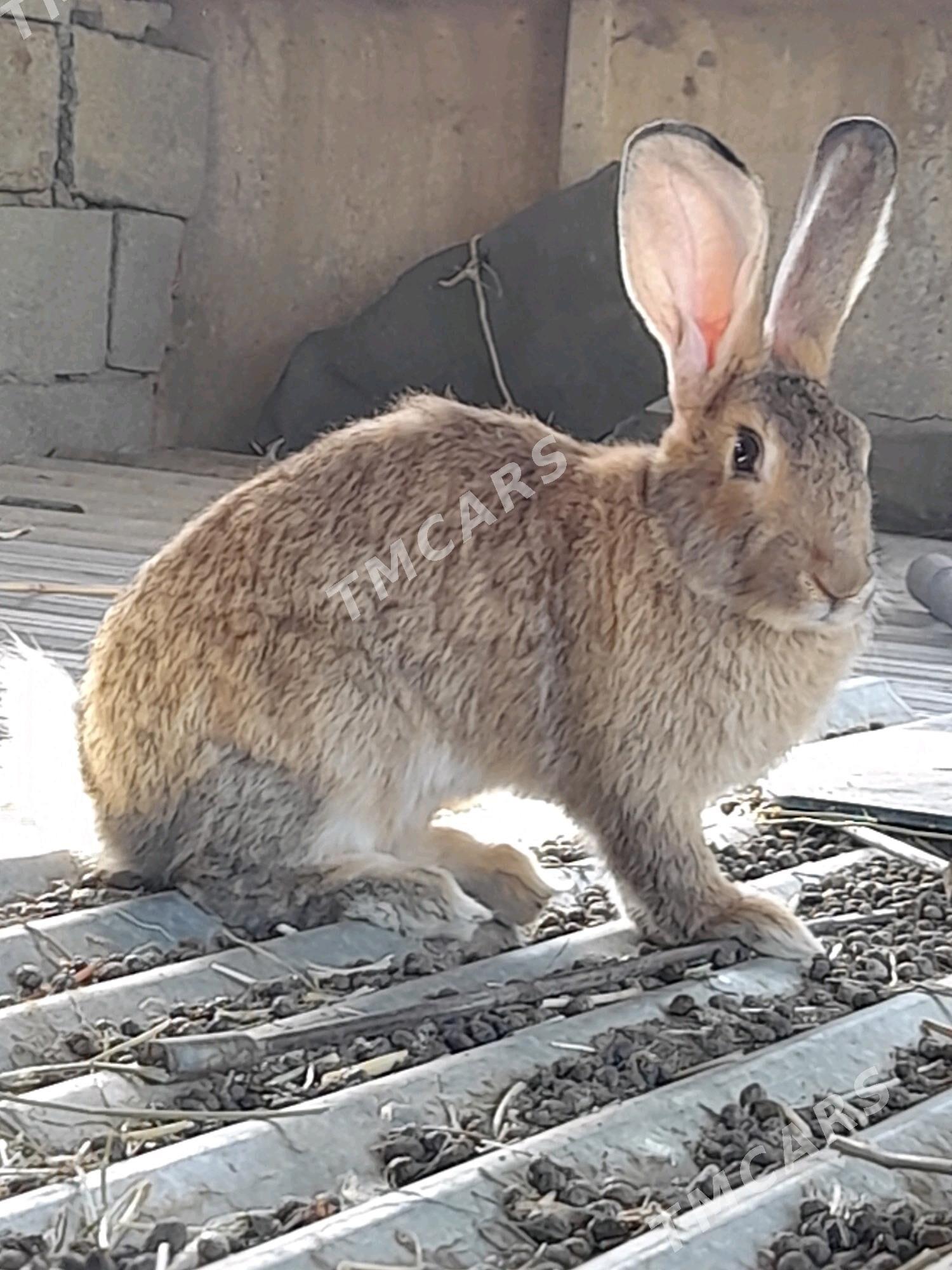 Towşan - Ak bugdaý etraby - img 3
