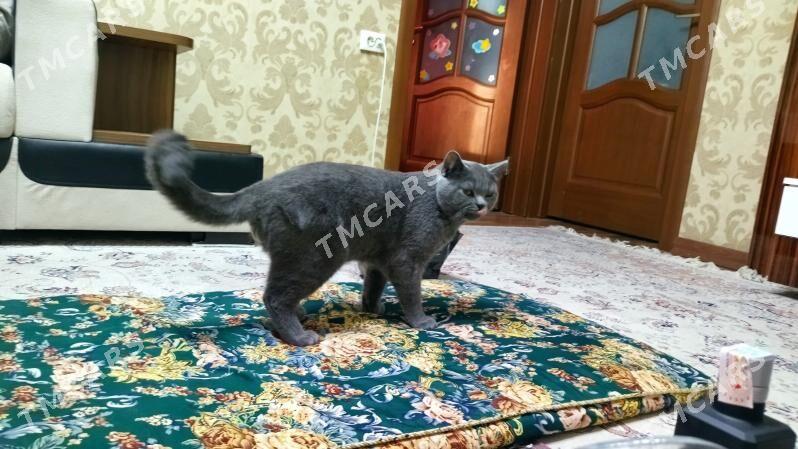Британский остроухий самэц - Туркменабат - img 2