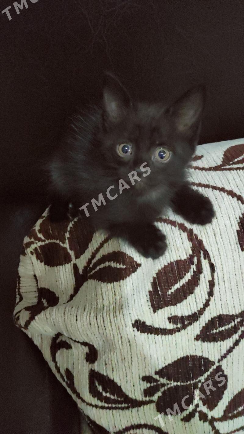 котенки - 1 мкр - img 4