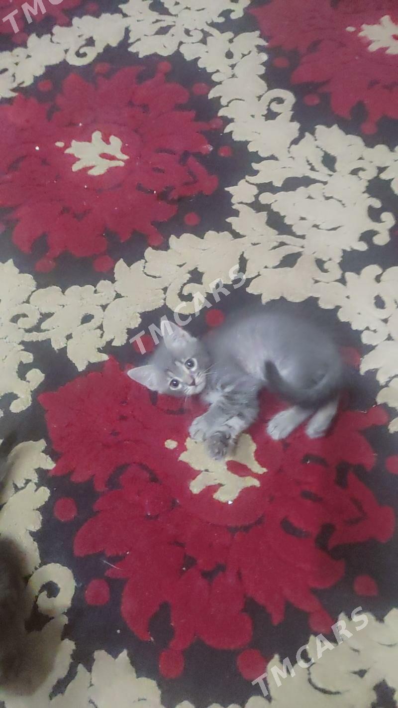 котенки - 1 мкр - img 5