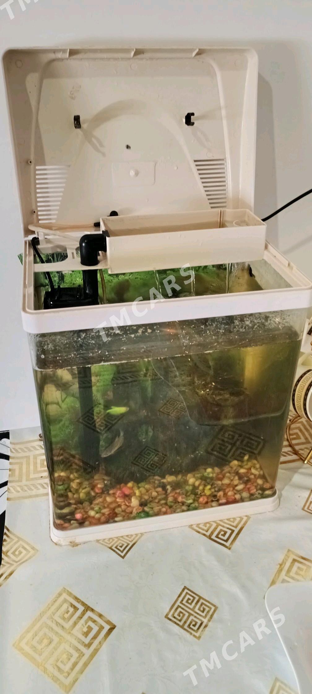 akvarium - Балканабат - img 2