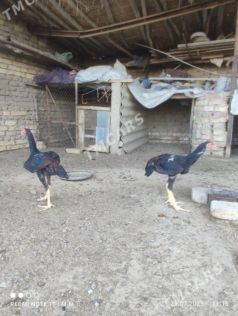 horaz - Wekilbazar - img 2
