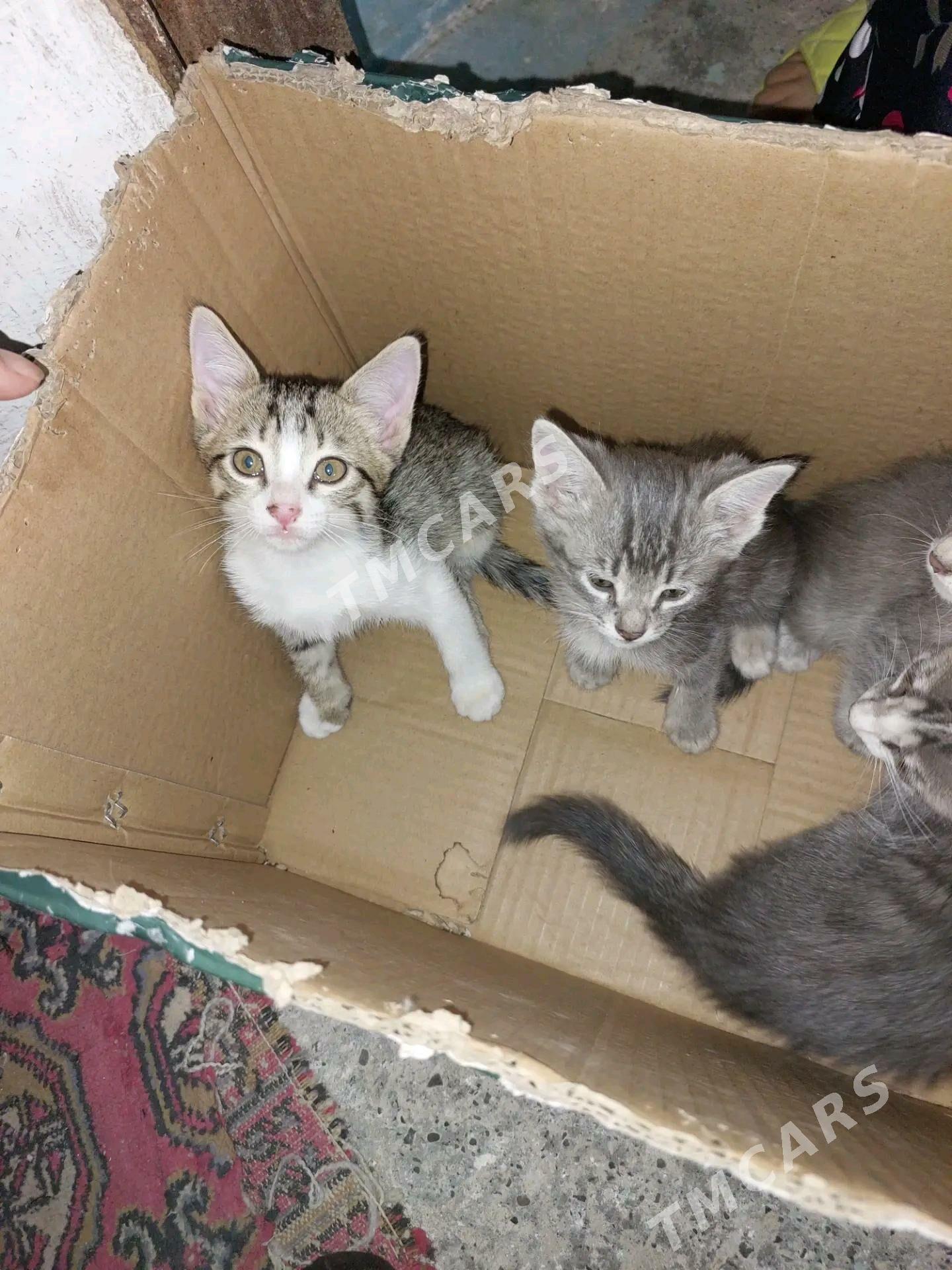 Котята - Туркменабат - img 10