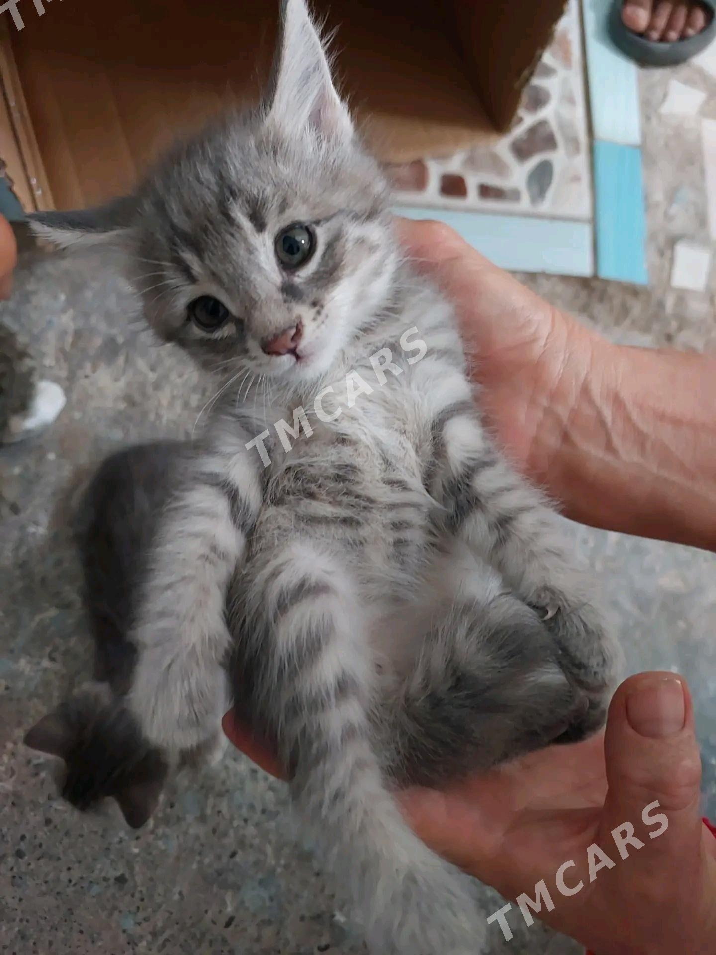 Котята - Туркменабат - img 5