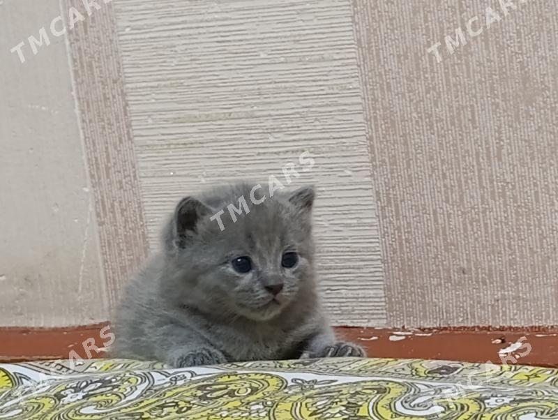 вислоухие британские котята - Türkmenabat - img 2