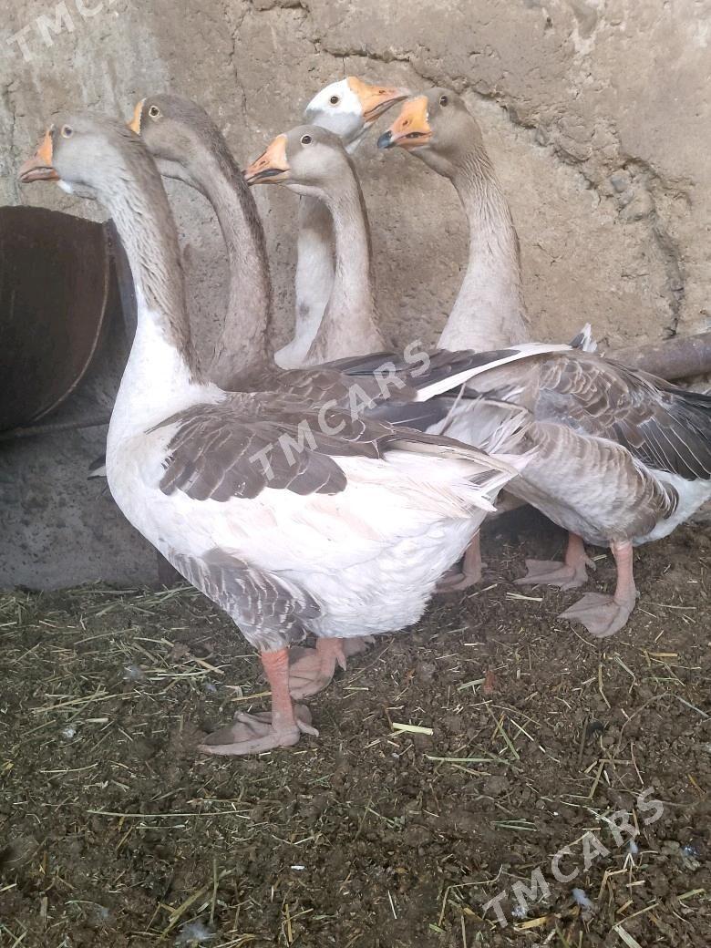 ordek gus - Aşgabat - img 2