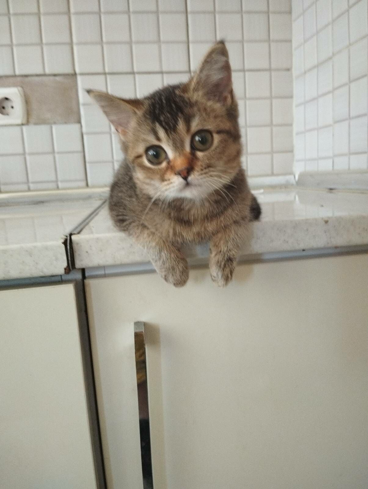 котенок - Ашхабад - img 2