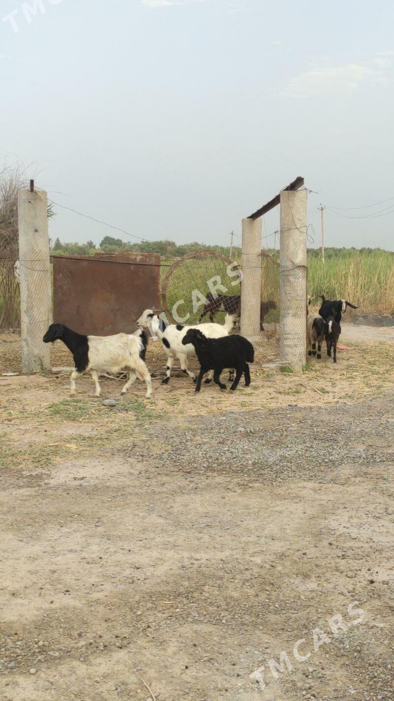 Arassa PÄKISTAN süýtli geçiler - Täze zaman - img 2