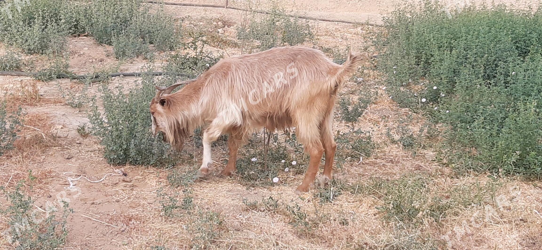 GEÇILER - Ak bugdaý etraby - img 2