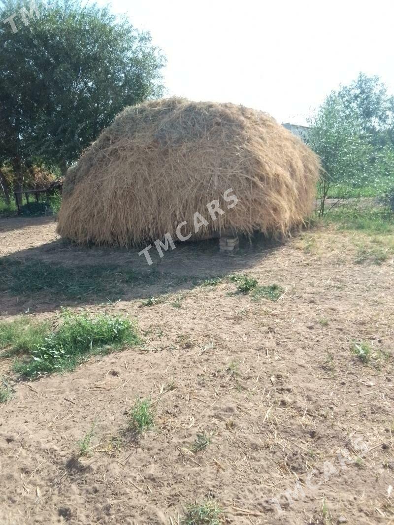 haşal ot. - Мары - img 2