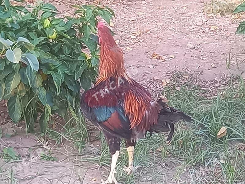 taşkent horaz - Ашхабад - img 2