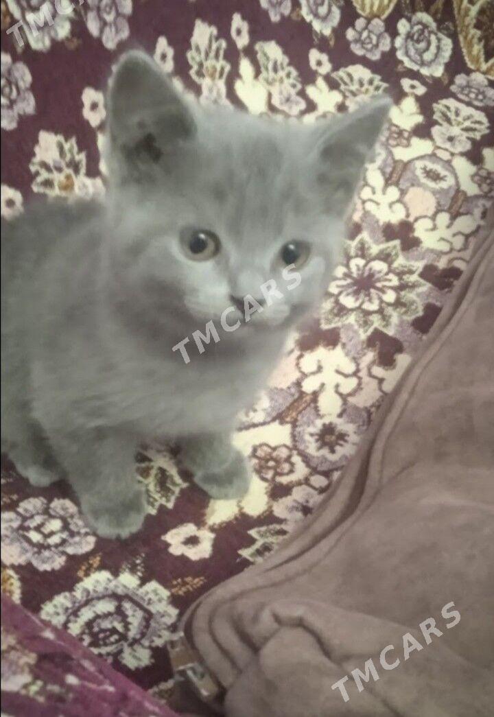 Котята - Türkmenabat - img 7
