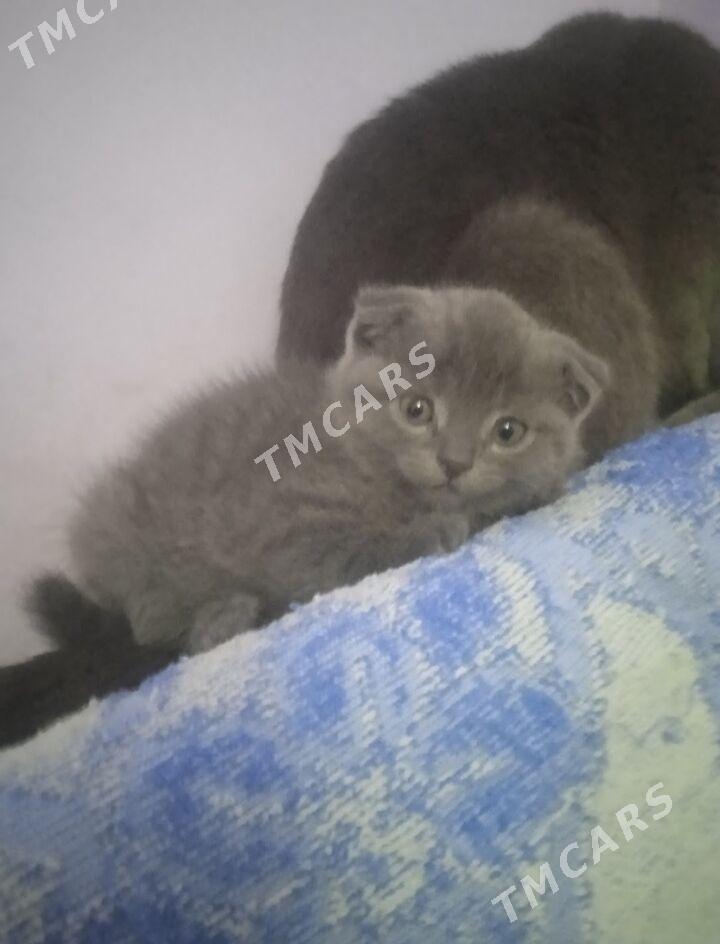 Котята - Türkmenabat - img 5