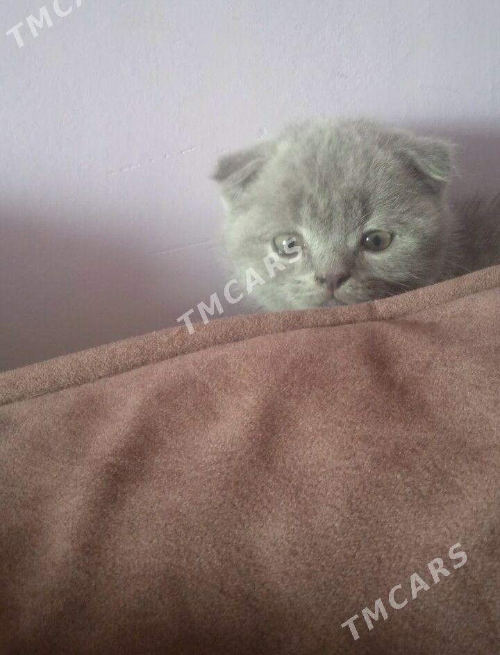 Котята - Türkmenabat - img 6