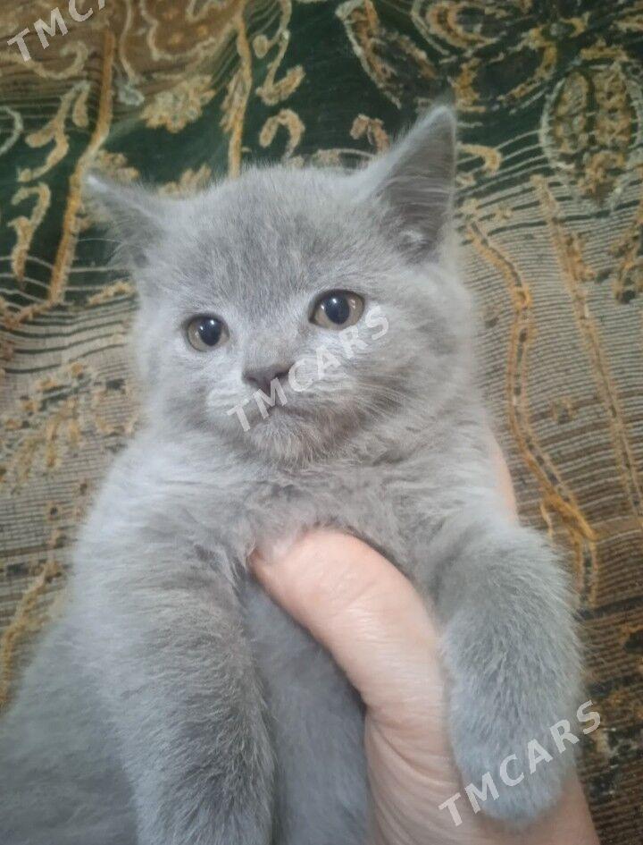 Котята - Türkmenabat - img 2
