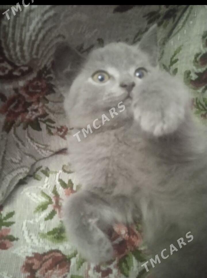 Котята - Türkmenabat - img 3