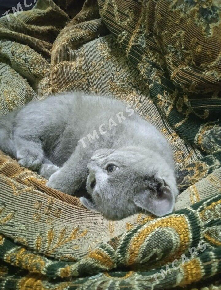 Котята - Türkmenabat - img 8