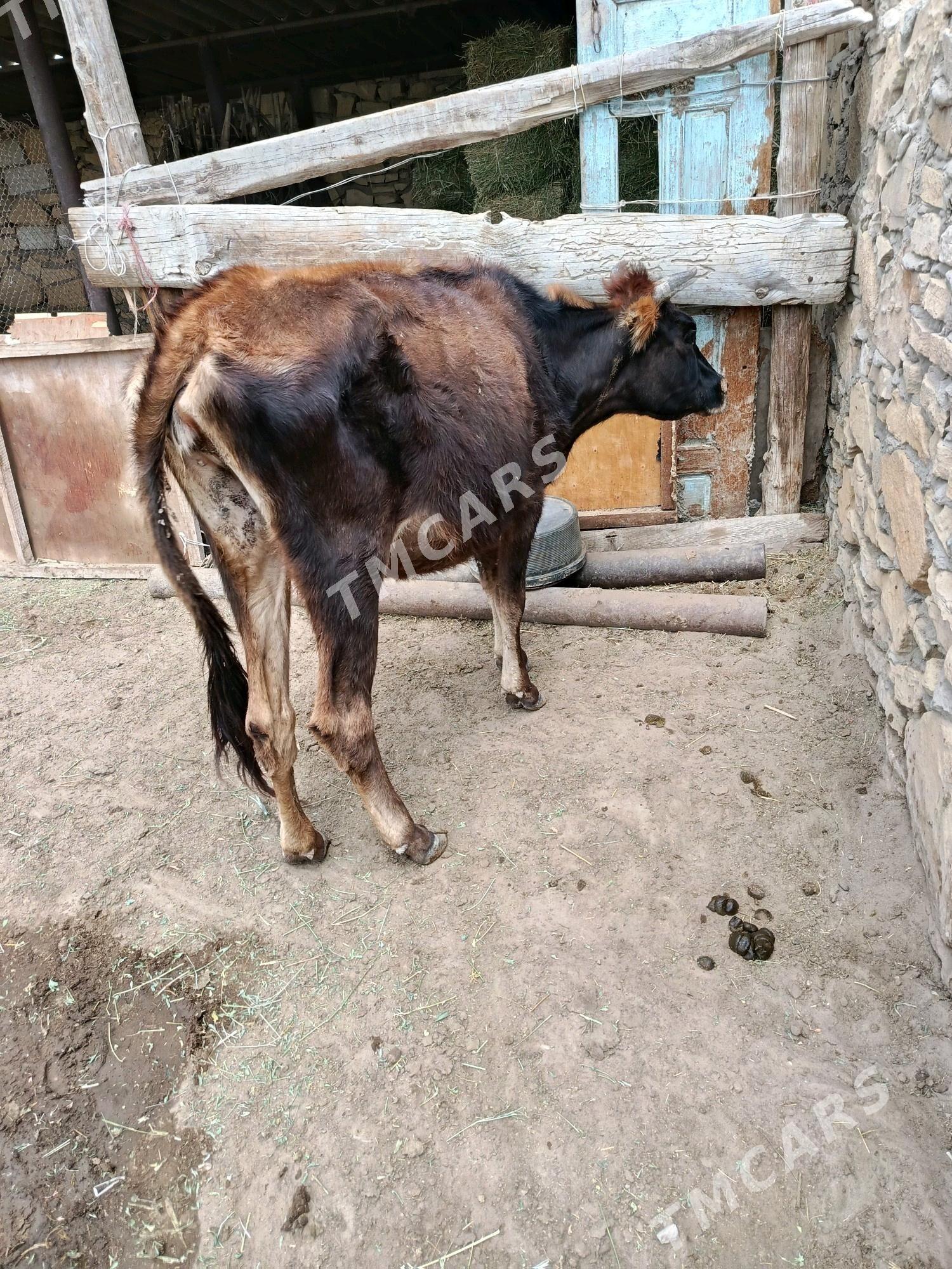 sygyr - Esenguly - img 2