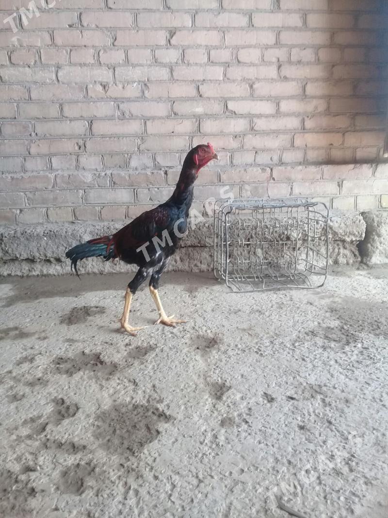 jüje - Çärjew - img 3