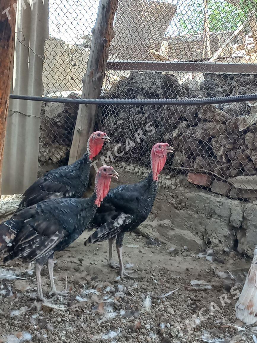 induk horazlar - Gökdepe - img 2