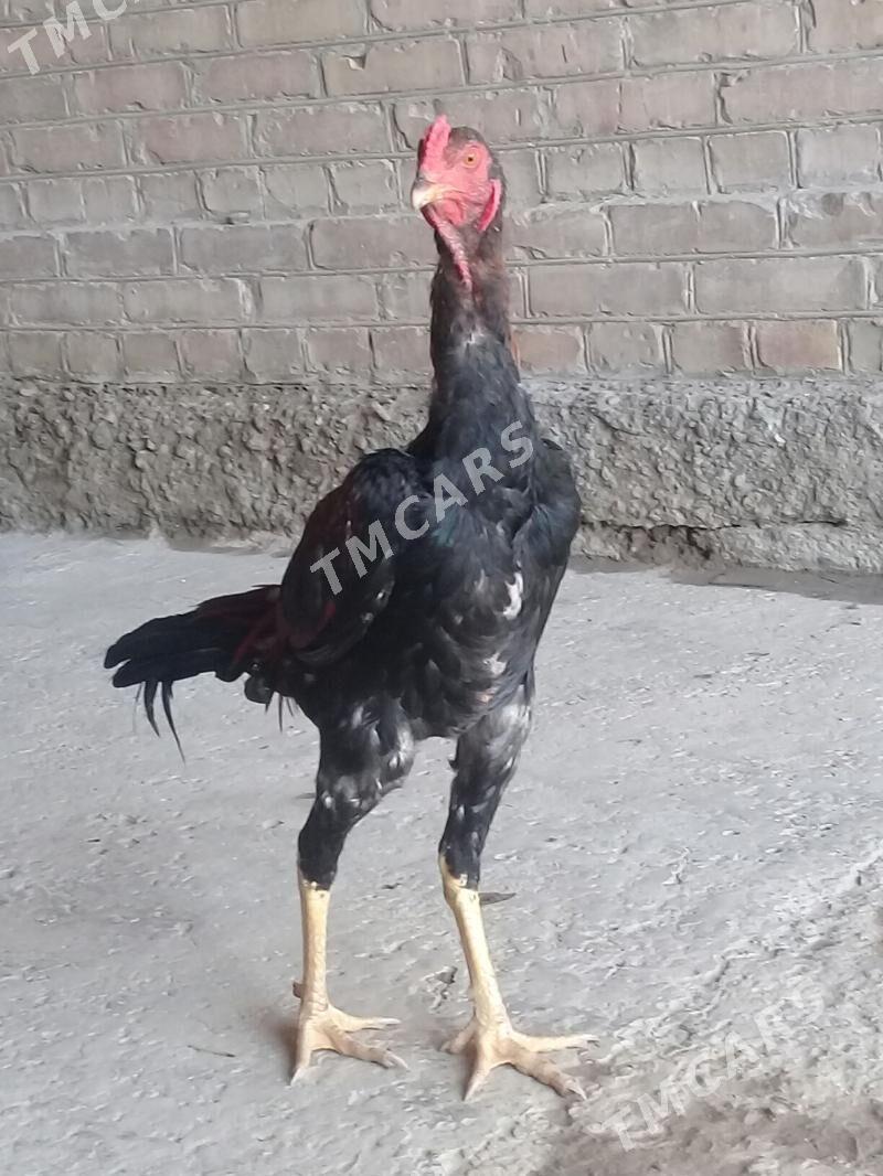 jüje - Çärjew - img 2