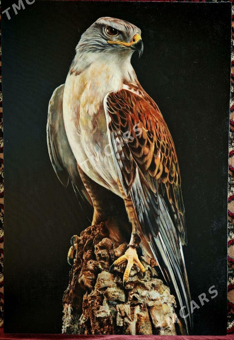 Gus. Птица ястреб - Mary - img 2