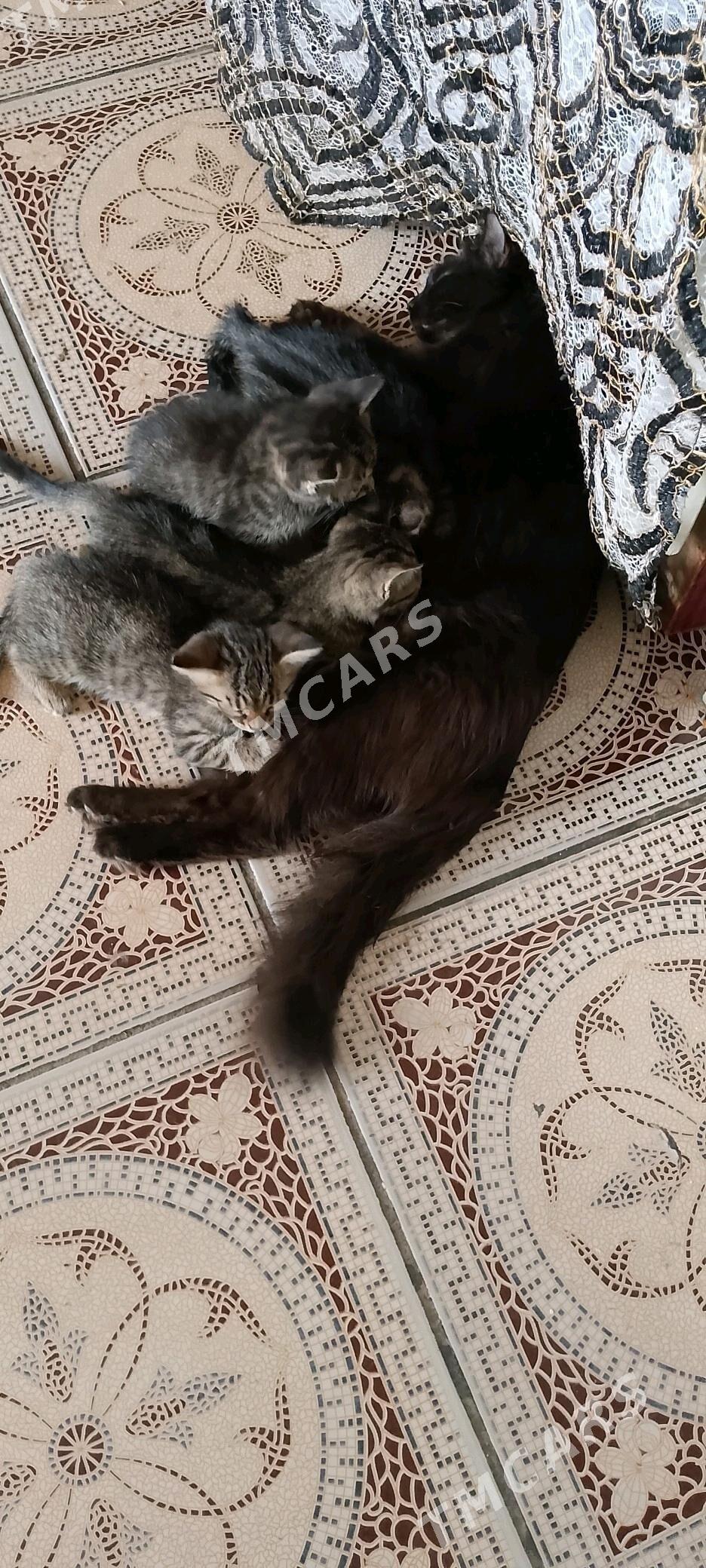 Pişik - Mary - img 2