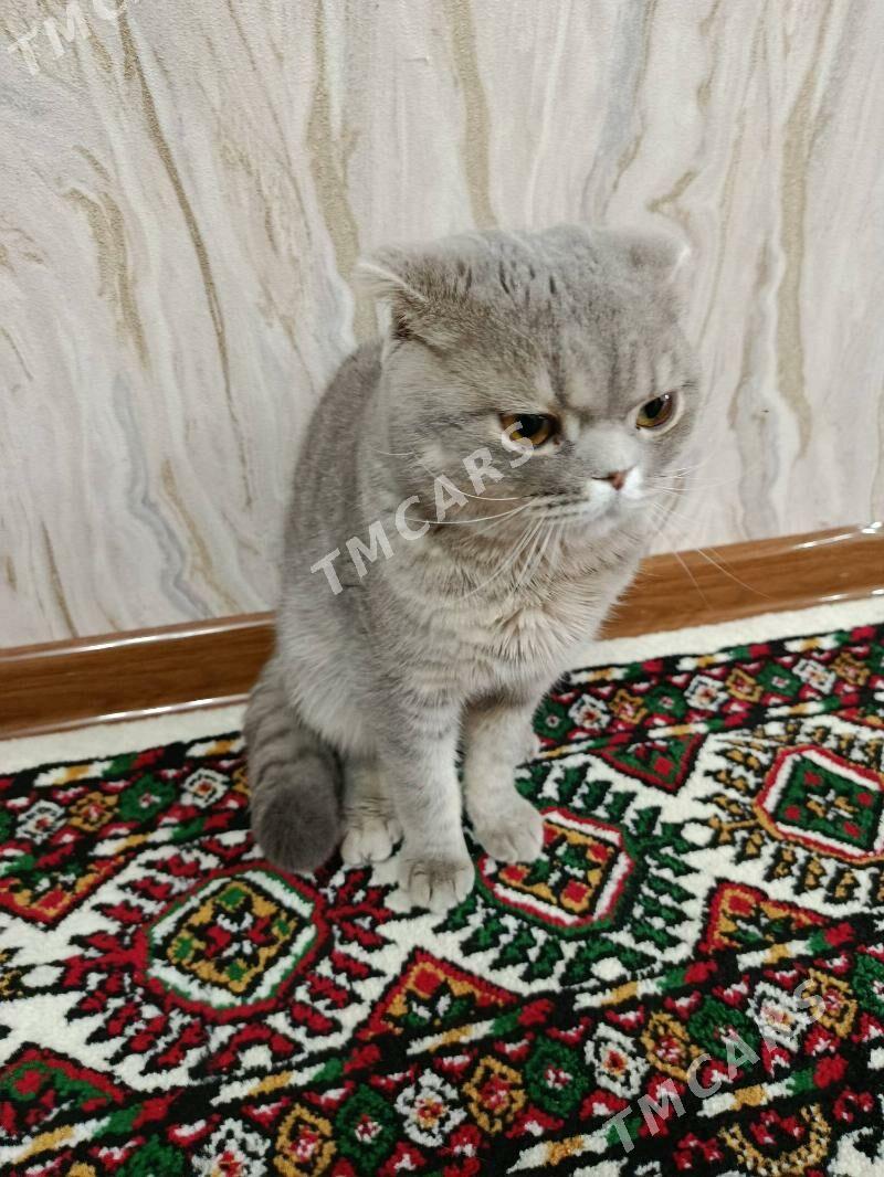 шотландский висилаушка - Türkmenabat - img 2