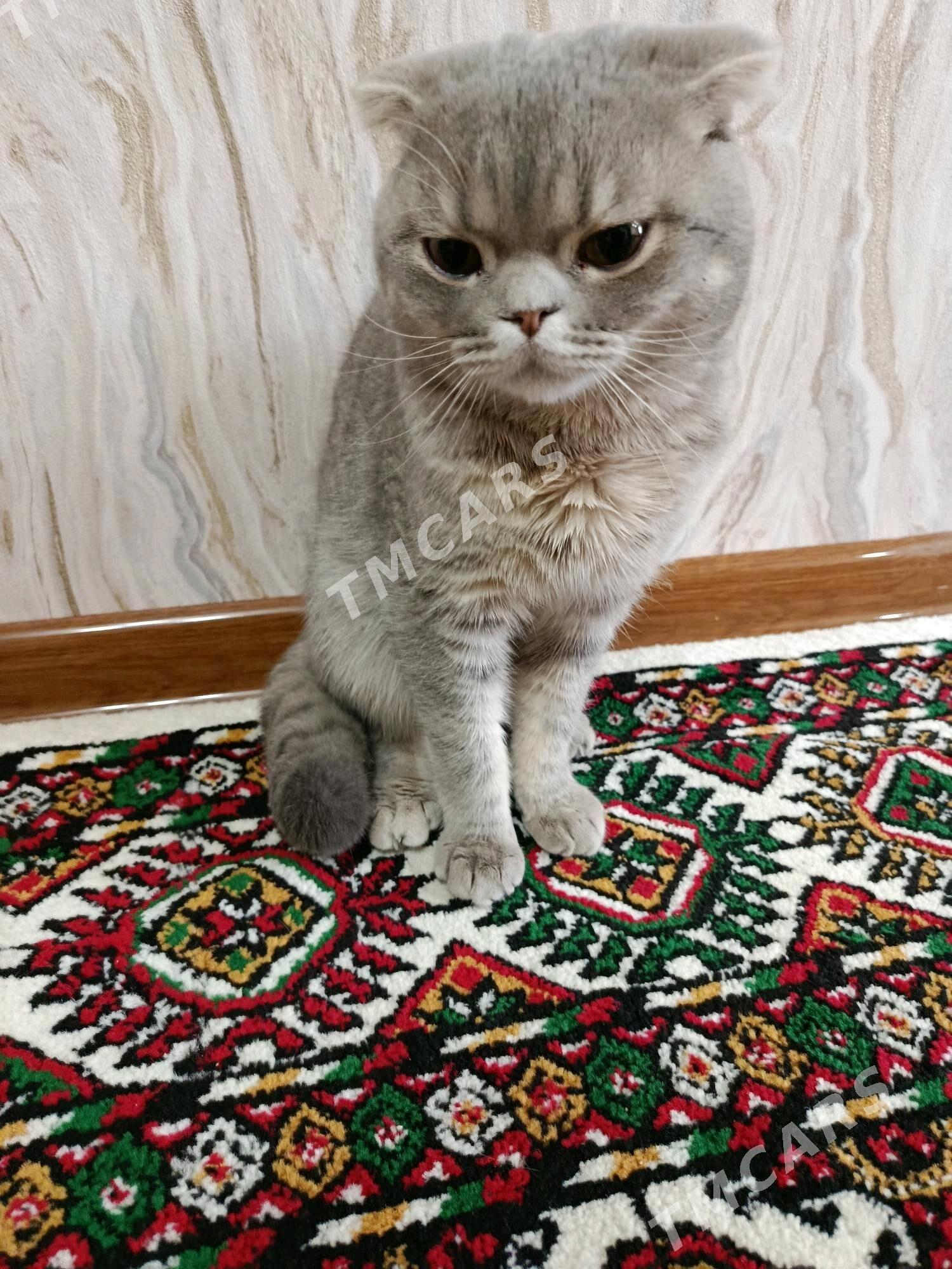 шотландский висилаушка - Türkmenabat - img 4