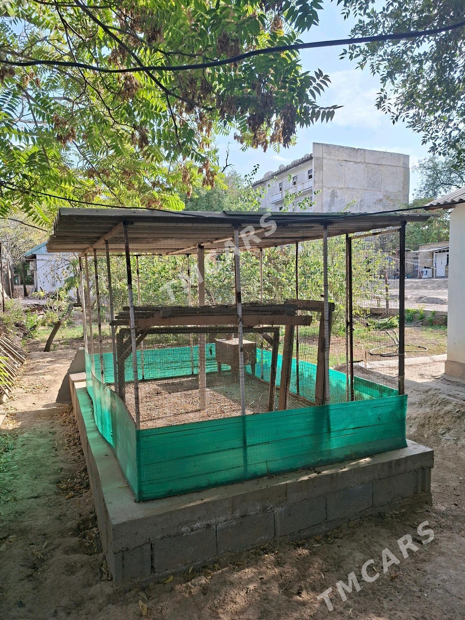 Towuk juyje yatak - Aşgabat - img 2
