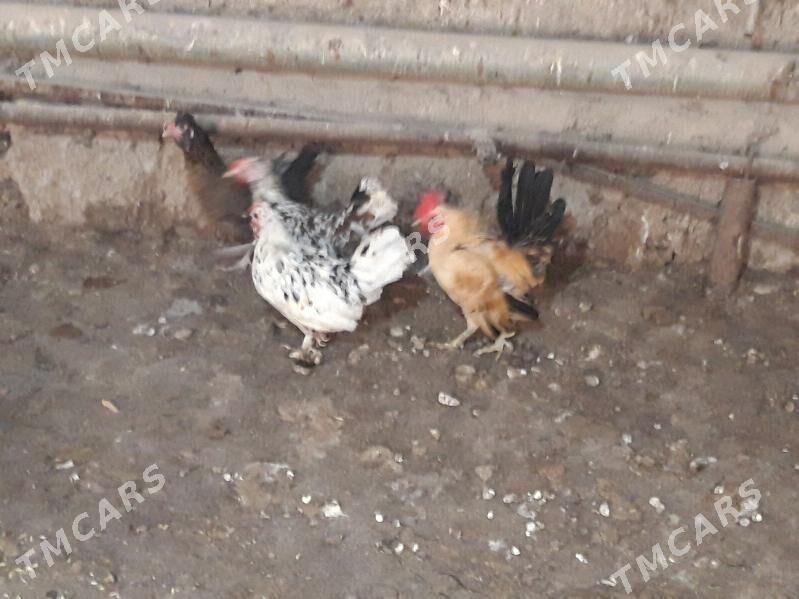 Serama kiçijik Horaz Towuk. - Гёкдепе - img 2
