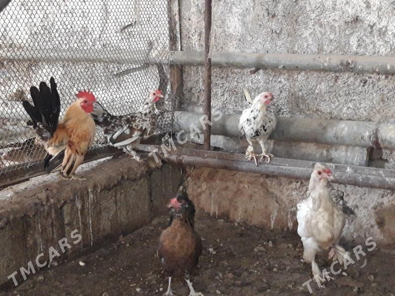 Serama kiçijik Horaz Towuk. - Гёкдепе - img 3