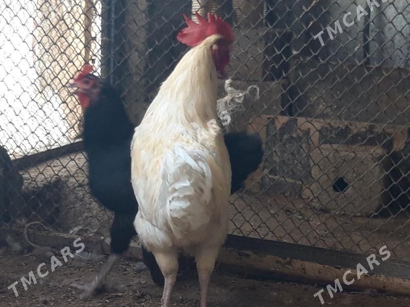 Gigant Jersi Towuk Horaz - Гёкдепе - img 2