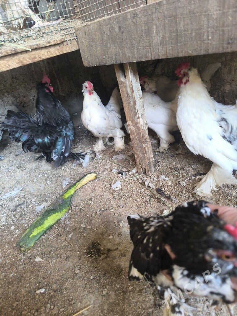 karlik - Türkmenabat - img 2