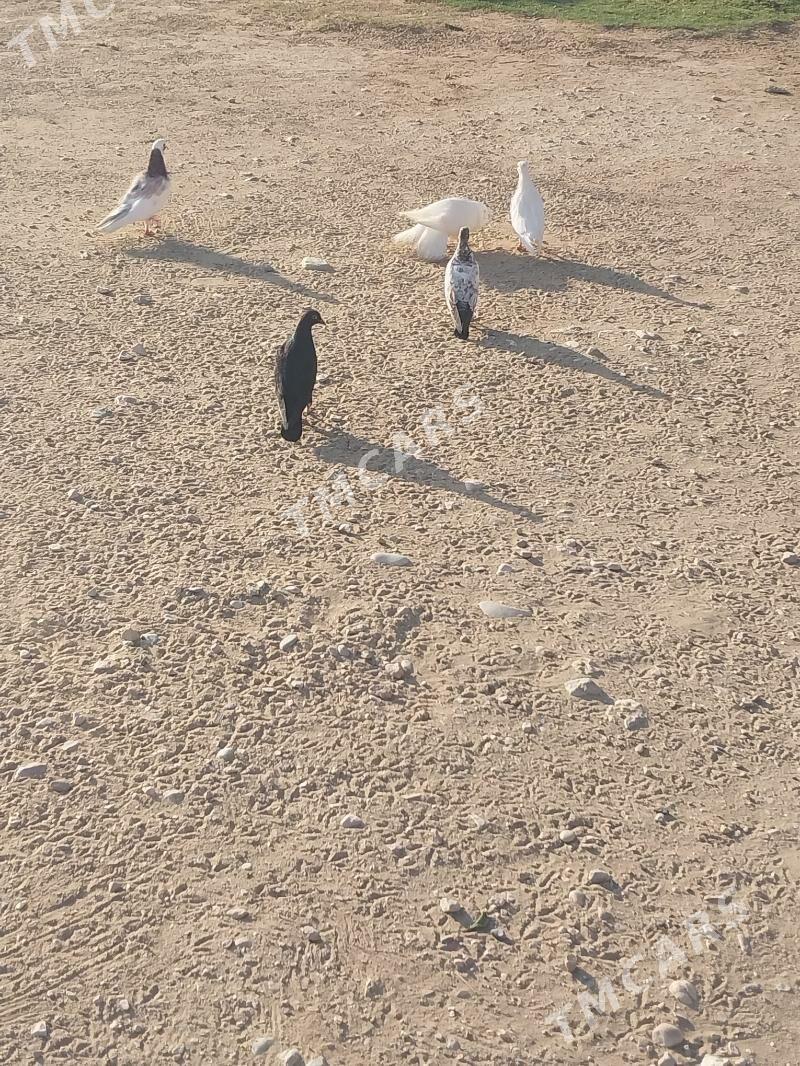 kepderi - Jebel - img 3