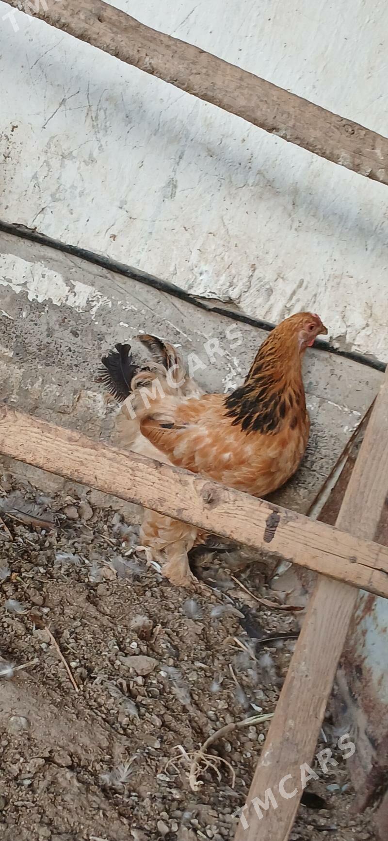 Brama towuklar - Mary - img 5
