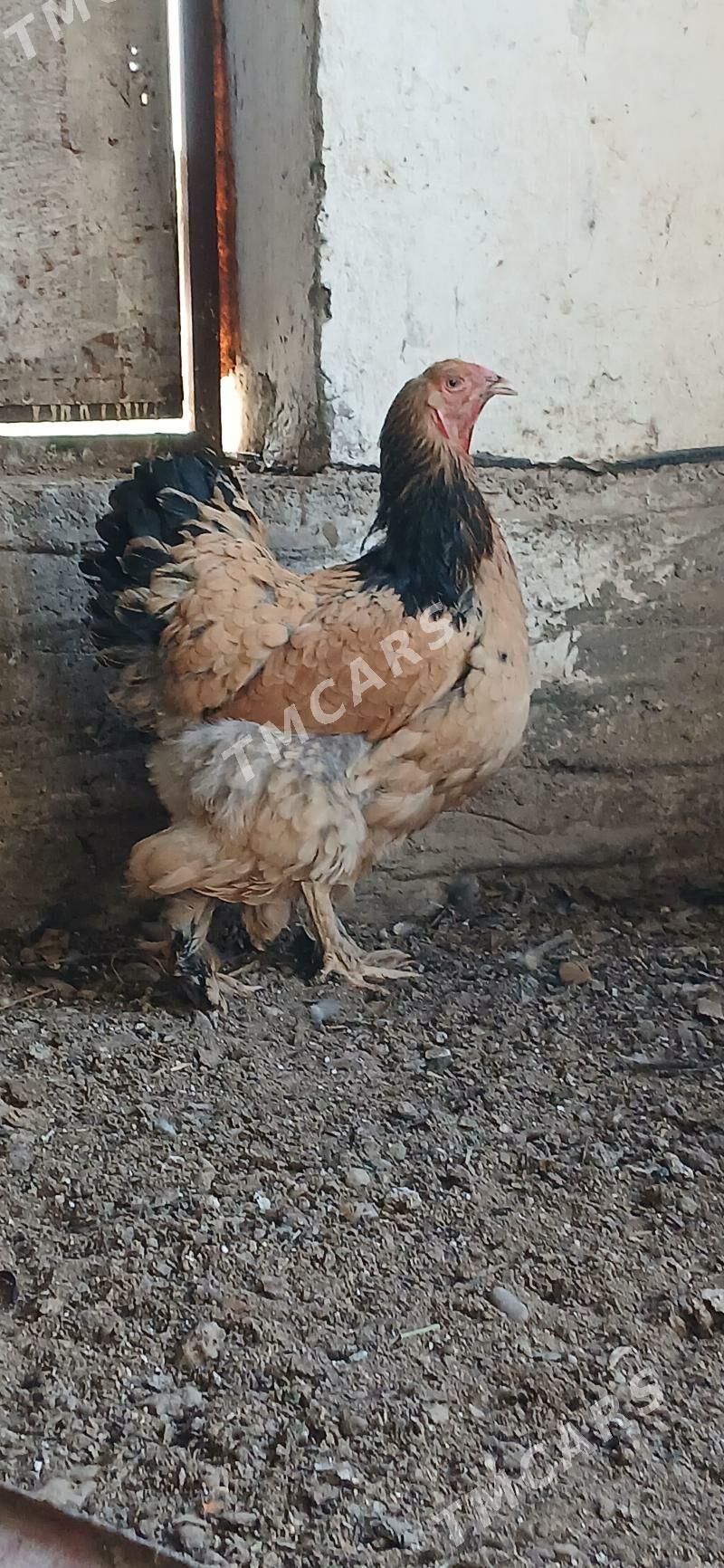 Brama towuklar - Mary - img 6