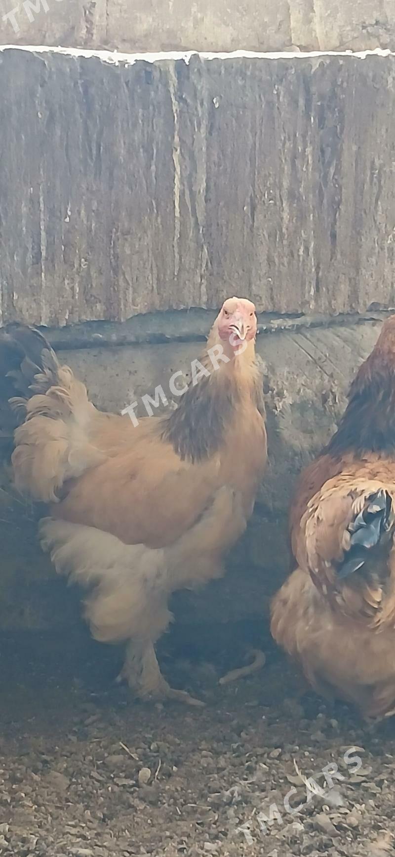 Brama towuklar - Mary - img 2