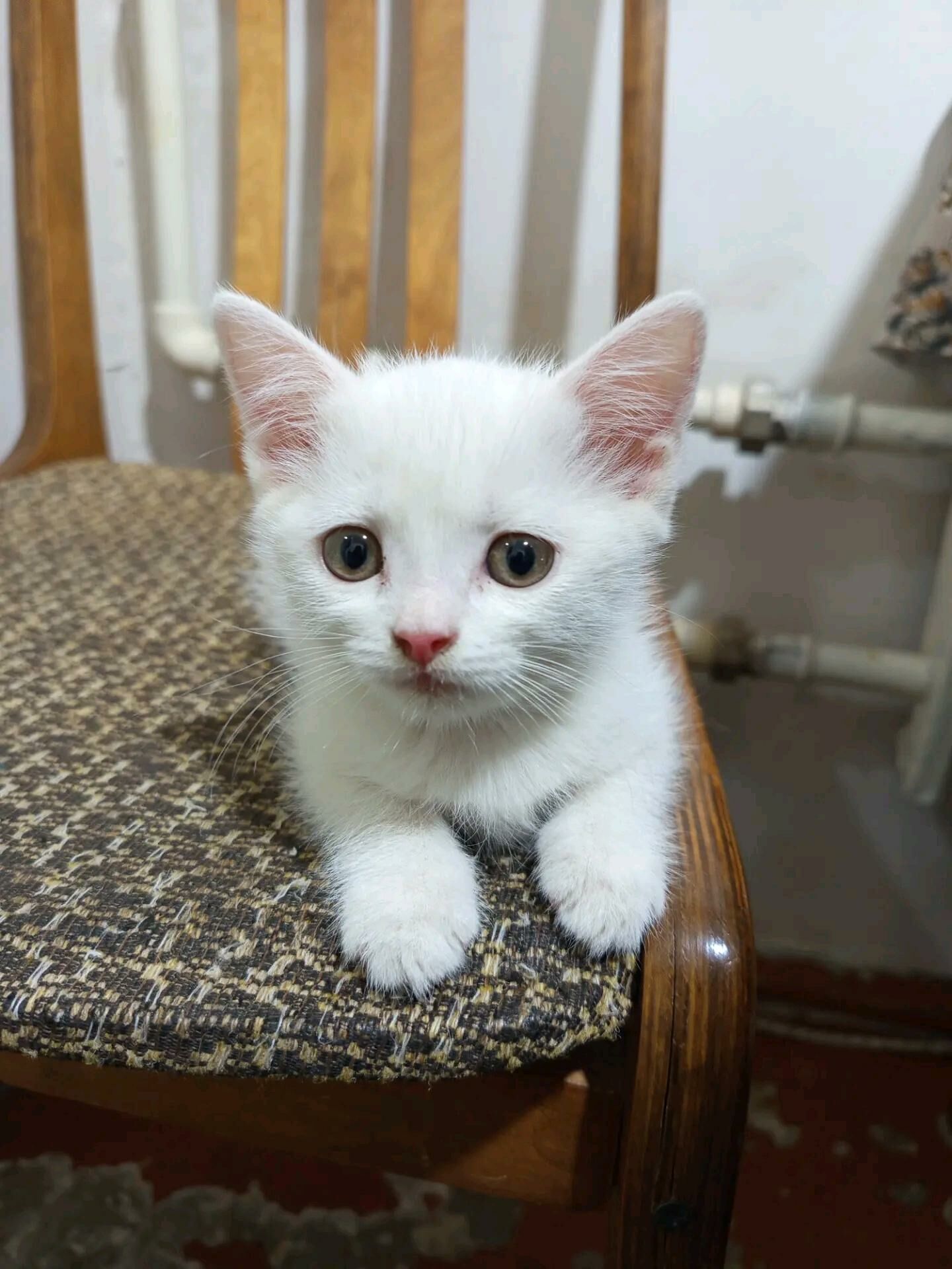котята - Türkmenabat - img 4
