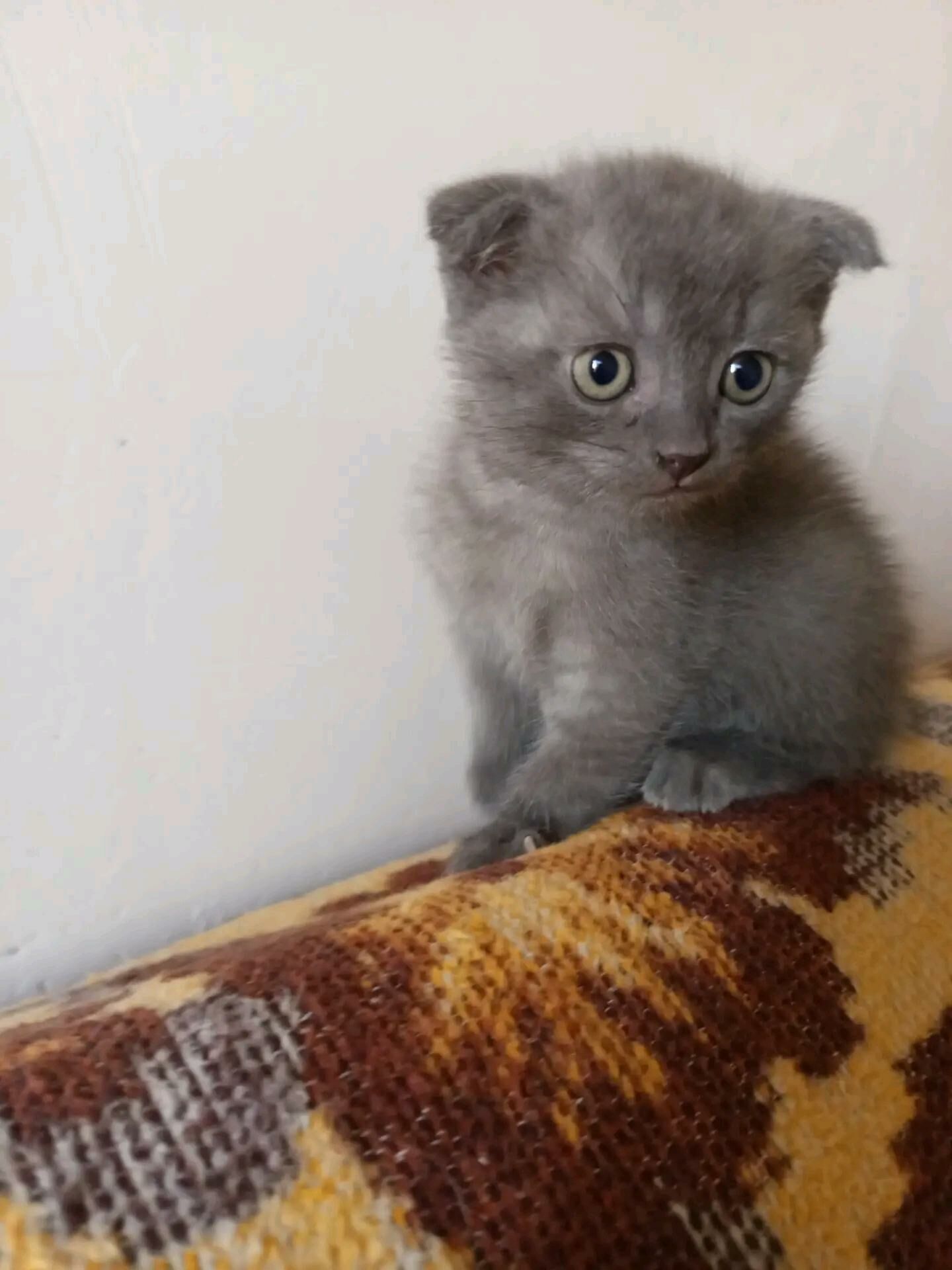 котята - Türkmenabat - img 5