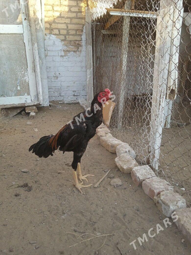 Байцовый - Türkmenabat - img 2