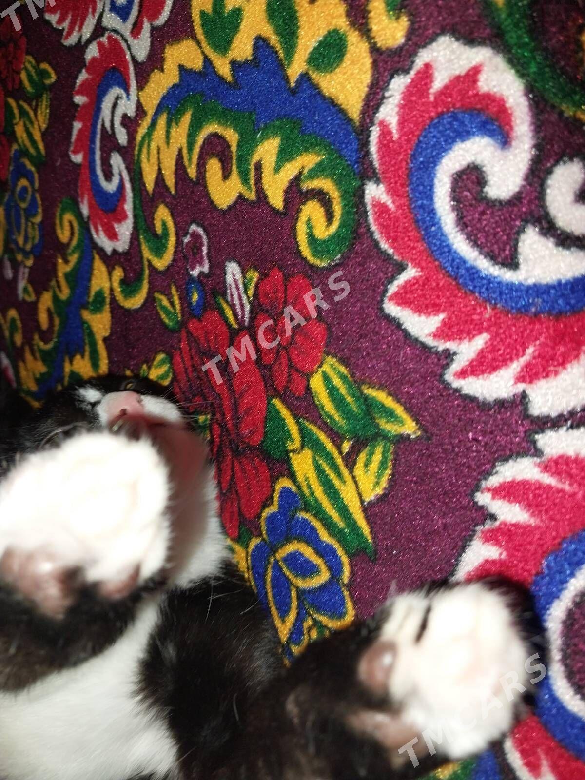 4 месяца котёнок - Howdan "W" - img 9