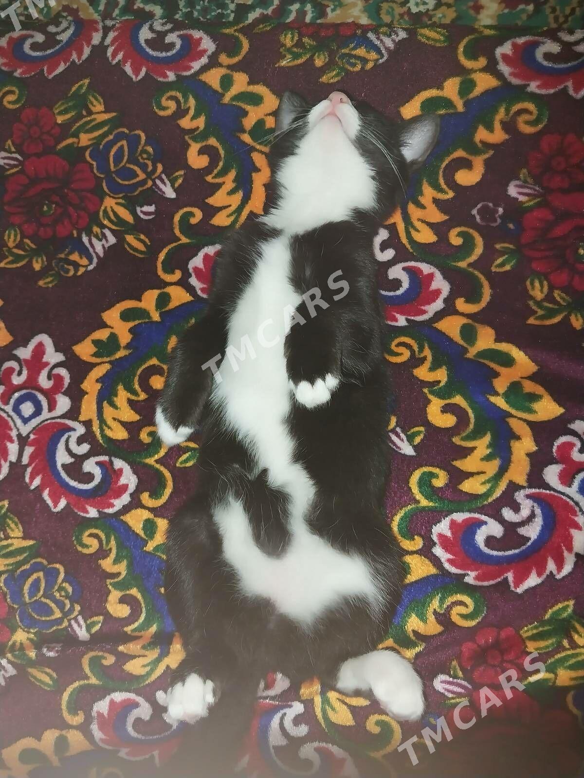 4 месяца котёнок - Howdan "W" - img 7