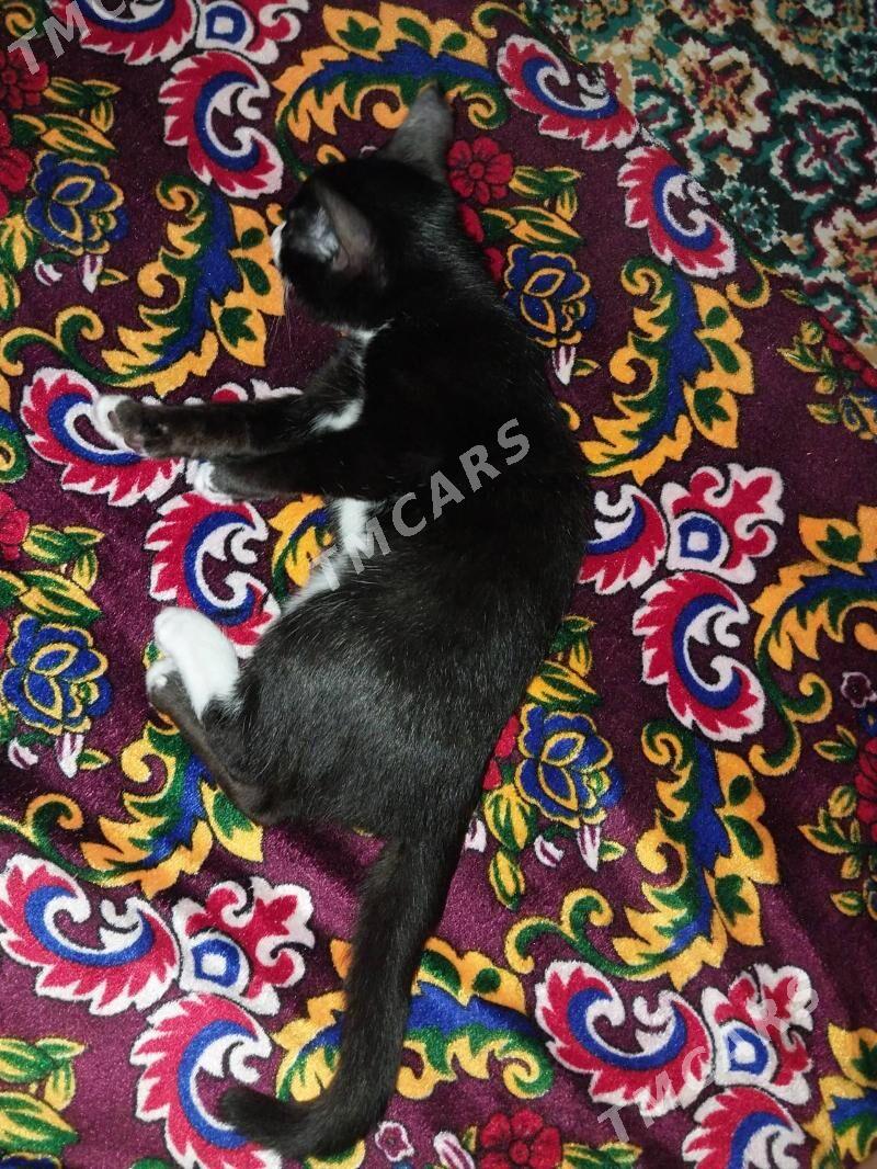 4 месяца котёнок - Howdan "W" - img 10