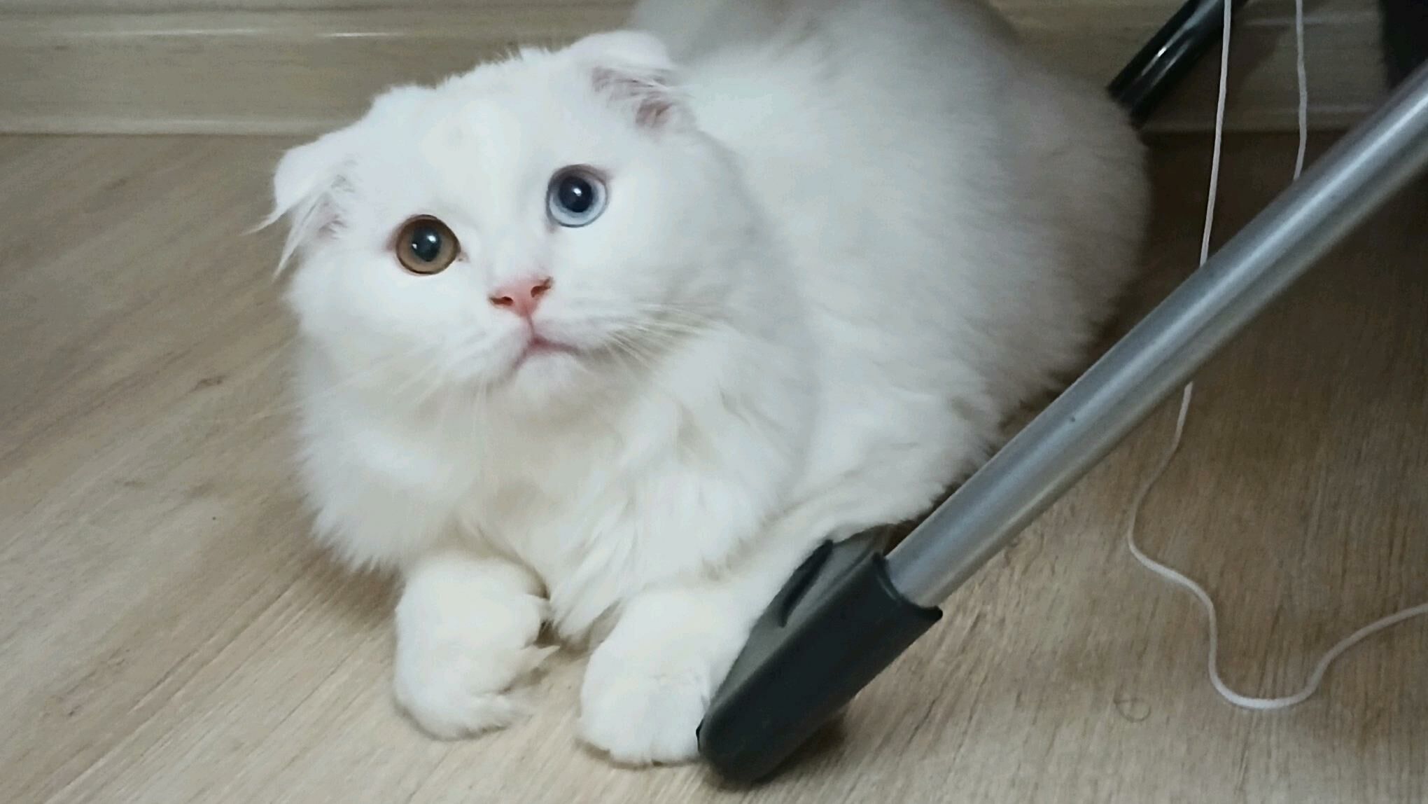 шотландский котята - Türkmenabat - img 8