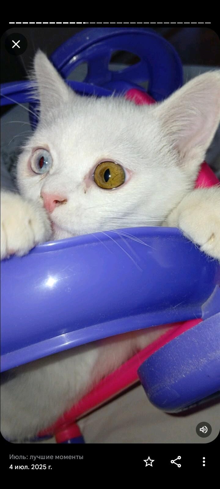 шотландский котята - Türkmenabat - img 9