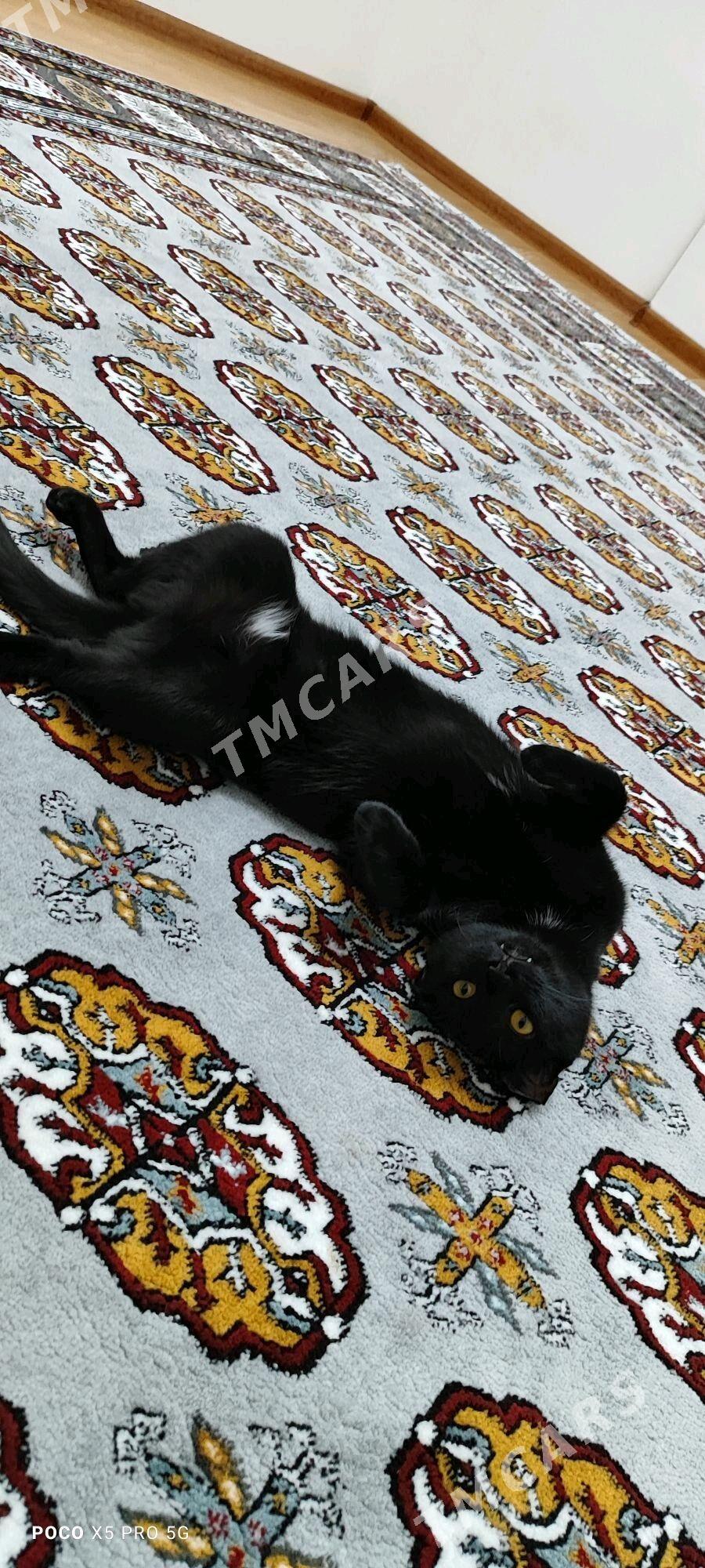 pişik - Arkadag - img 2