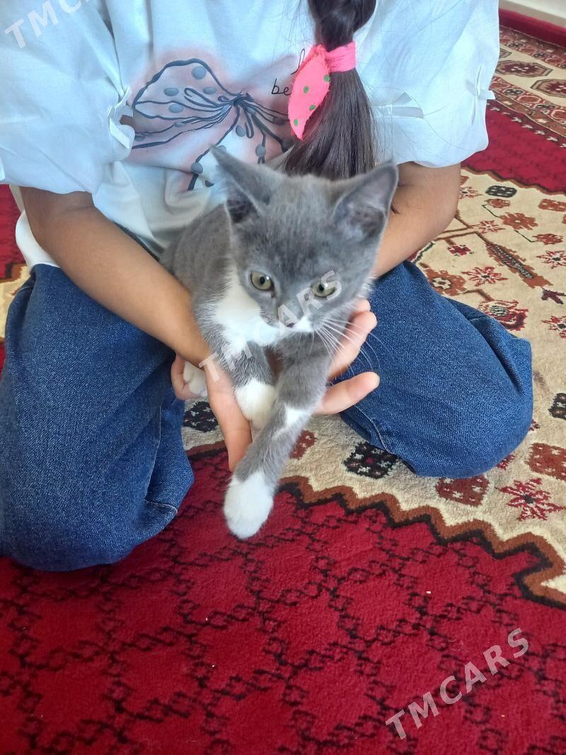 Pişik - кошка - Aşgabat - img 3