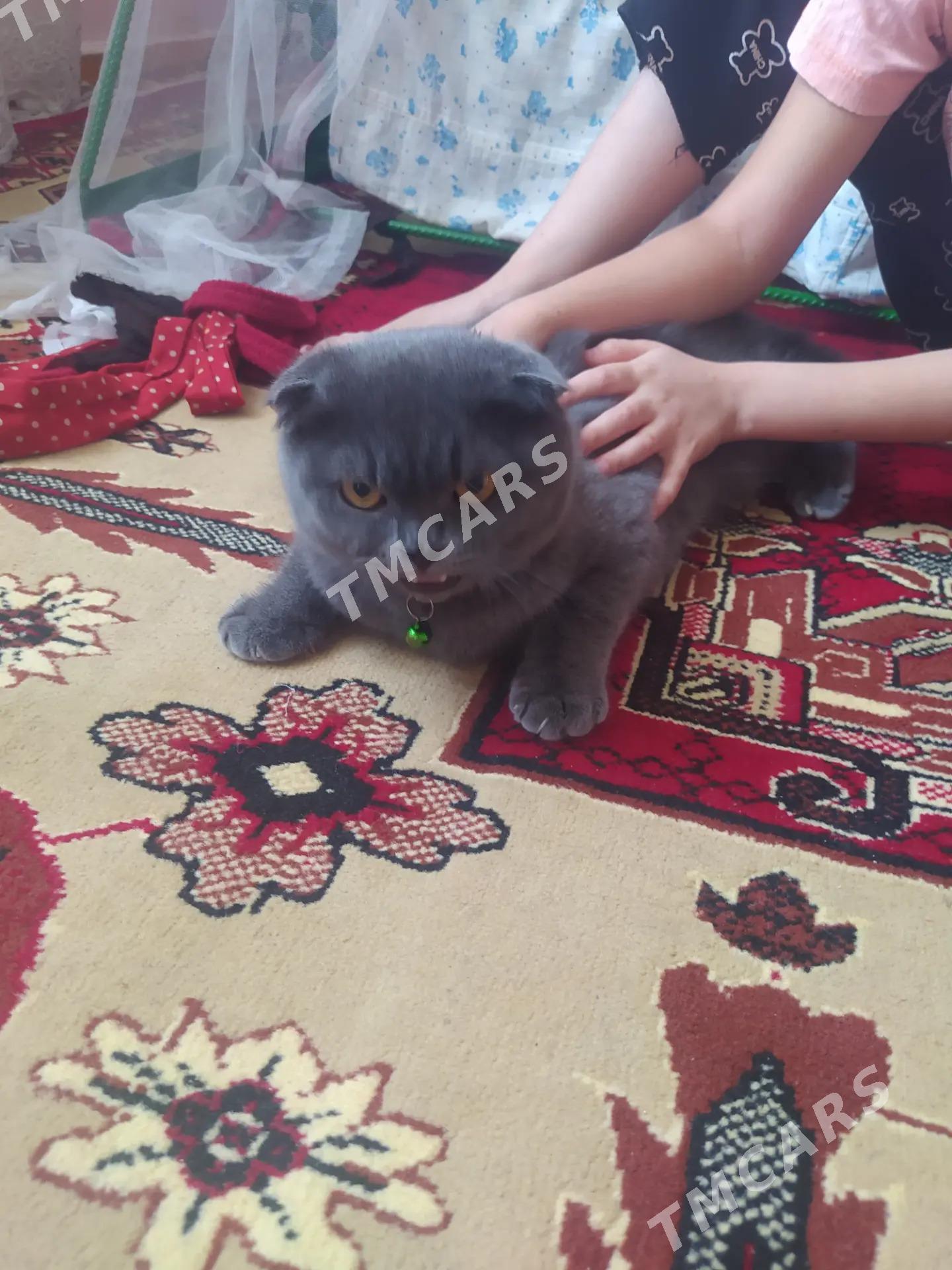 pişik - Türkmenabat - img 3