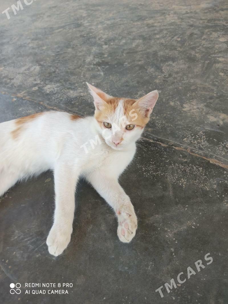 котенок - Mary - img 1